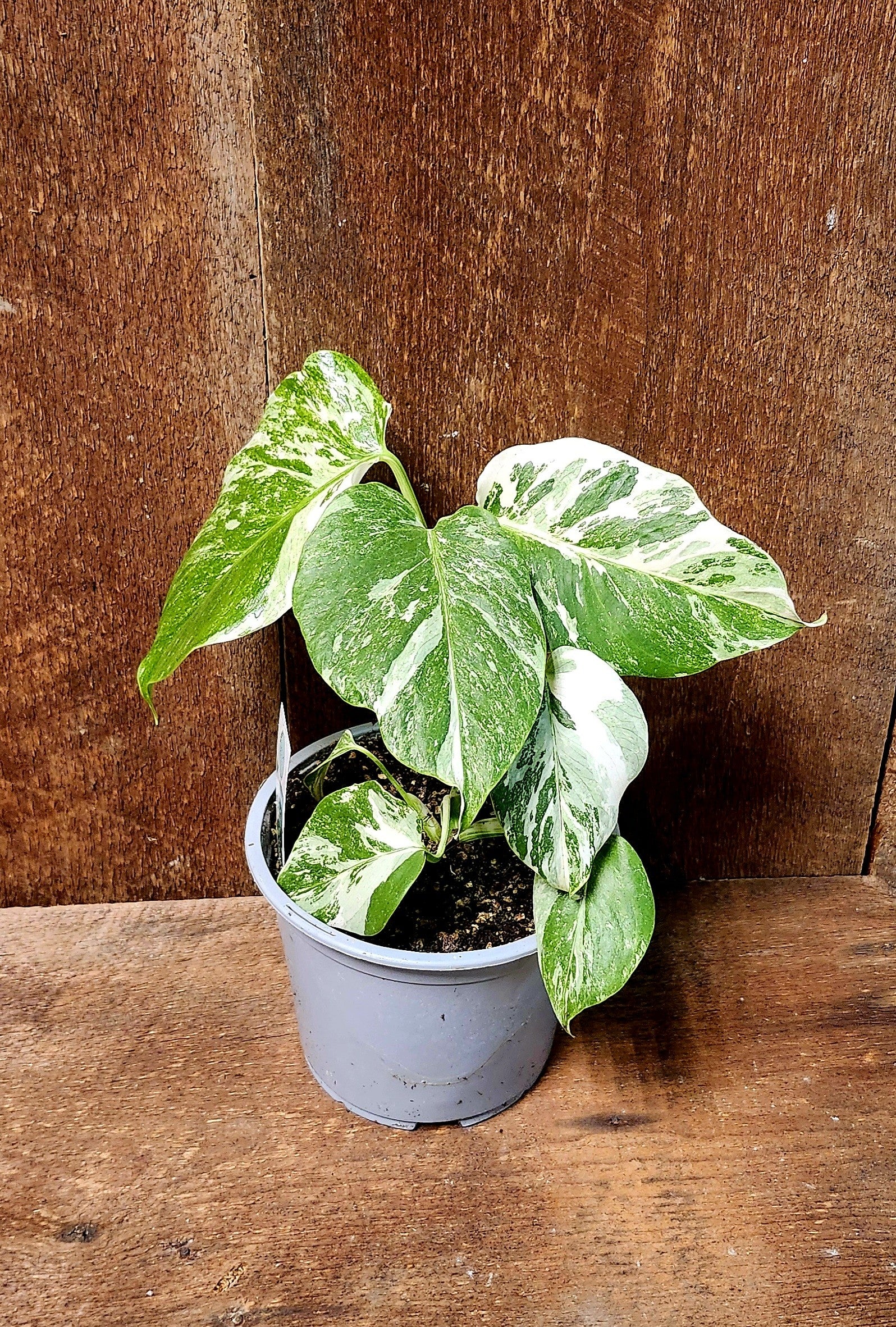 Monstera Albo Format 6 pouce