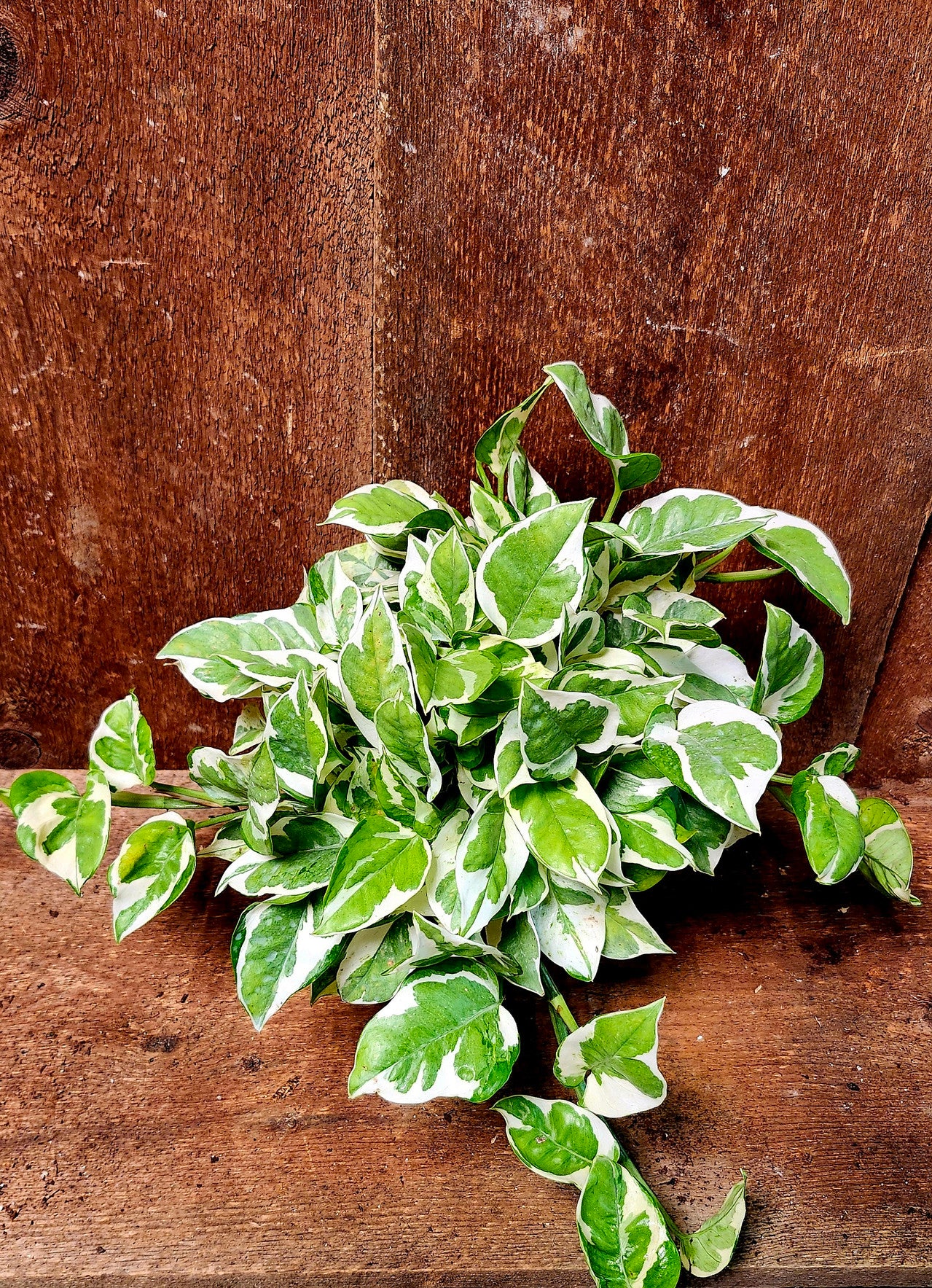 pothos Pearl and jade Format 6 pouce
